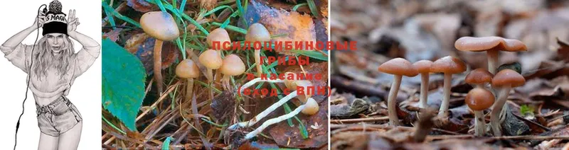 закладка  Арск  Псилоцибиновые грибы Magic Shrooms 